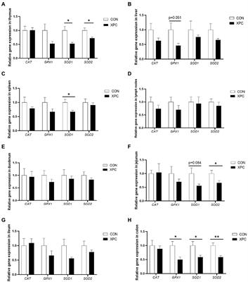 Effect of yeast culture supplementation in sows during late gestation and lactation on growth performance, antioxidant properties, and intestinal microorganisms of offspring weaned piglets